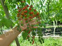 Tomato 's Iva'Red Berry'