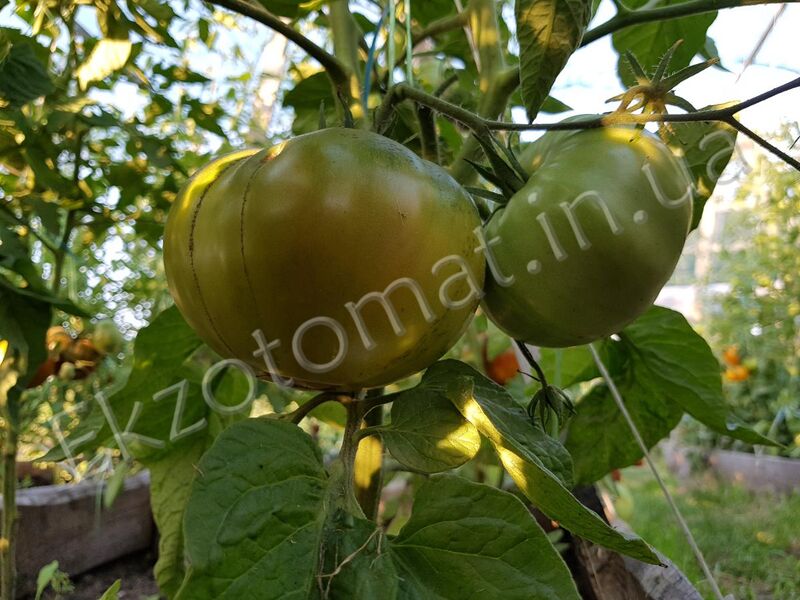 Seeds Tomato Emerald Apple mid-ripe Tasty Original Vegetable seeds from Ukraine