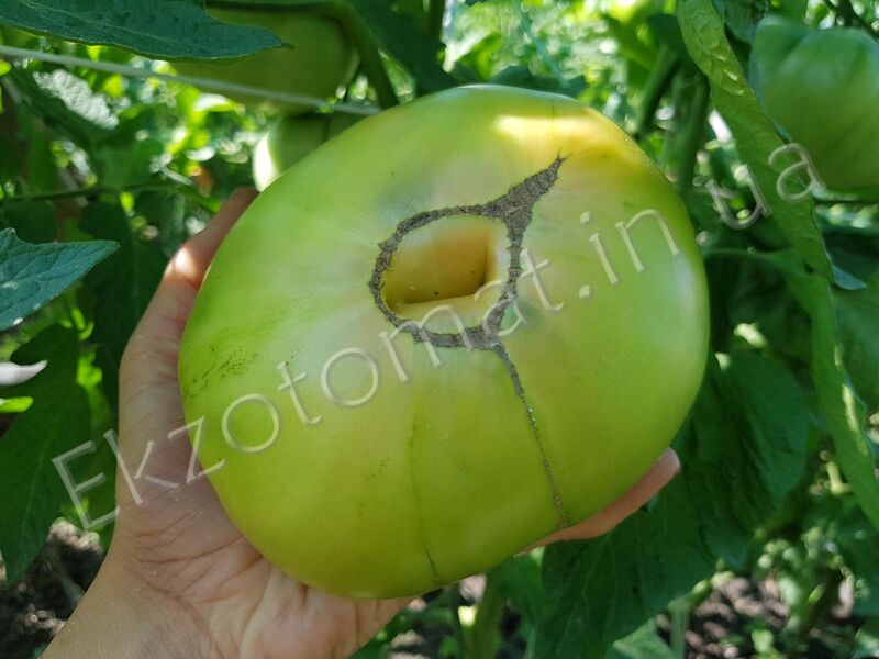 Seeds Tomato Emerald Apple mid-ripe Tasty Original Vegetable seeds from Ukraine
