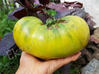 Tomato 'Emerald Apple'