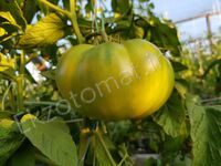 Tomato 'Emerald Apple'
