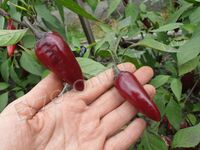 Pepper 'Purple Jalapeno'