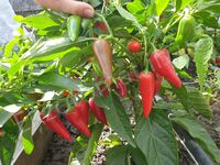 Pepper "Jalapeno Red"