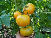 Tomato 'Janet's Jacinthe Jewel'