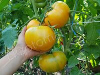 Tomato 'Janet's Jacinthe Jewel'