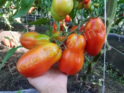 Tomato 'Jersey Giant'