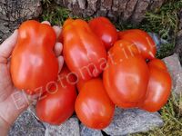 Tomato 'Jersey Giant'