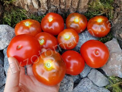 Tomato "К25-54"