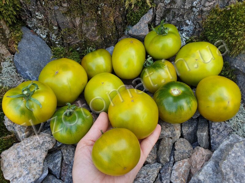 Tomato ' Kangaroo Paw Green'