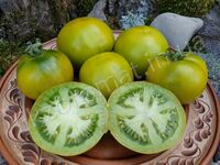 Tomato ' Kangaroo Paw Green'