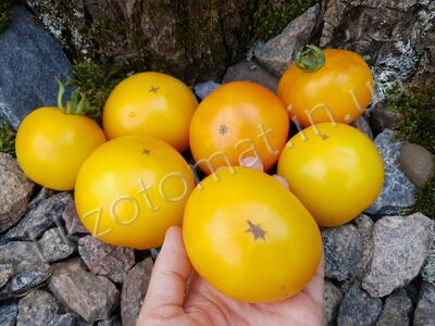Tomato 'Kangaroo Paw Yellow'