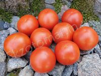 Tomato 'Kewalo'