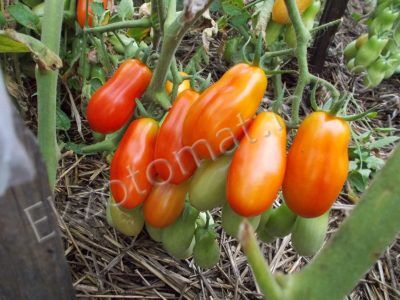 Tomato 'Kibits'