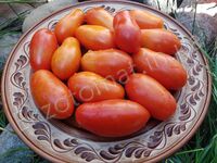 Tomato 'Komnatnyi Surpriz'