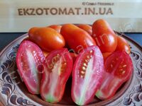 Tomato 'Komnatnyi Surpriz'