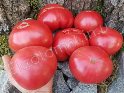Tomato 'Koroleva Yelizaveta'