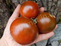 Tomato "Kumato"