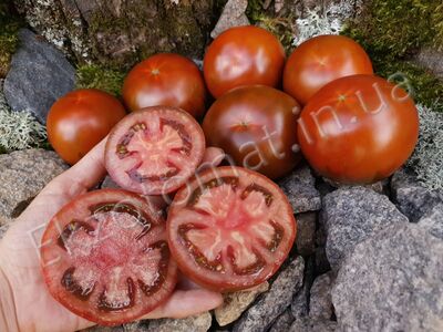 Tomato "Kumato"