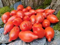 Tomato 'Legenda Tarasenko'