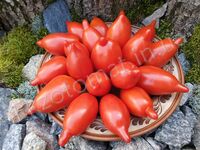Tomato 'Legenda Tarasenko'