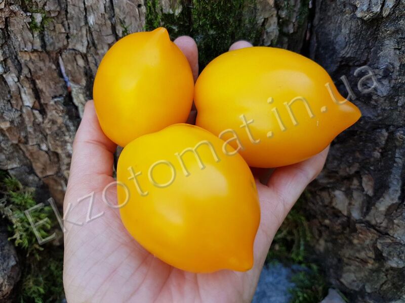 Tomato 'Lemon Tree'