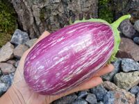 Eggplant "Listada de Gandia"