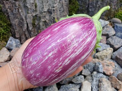 Eggplant "Listada de Gandia"