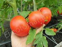 Tomato 'Livingston's Favorite'