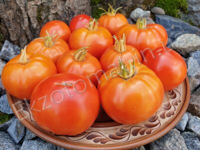 Tomato 'Livingston’s Honor Bright'