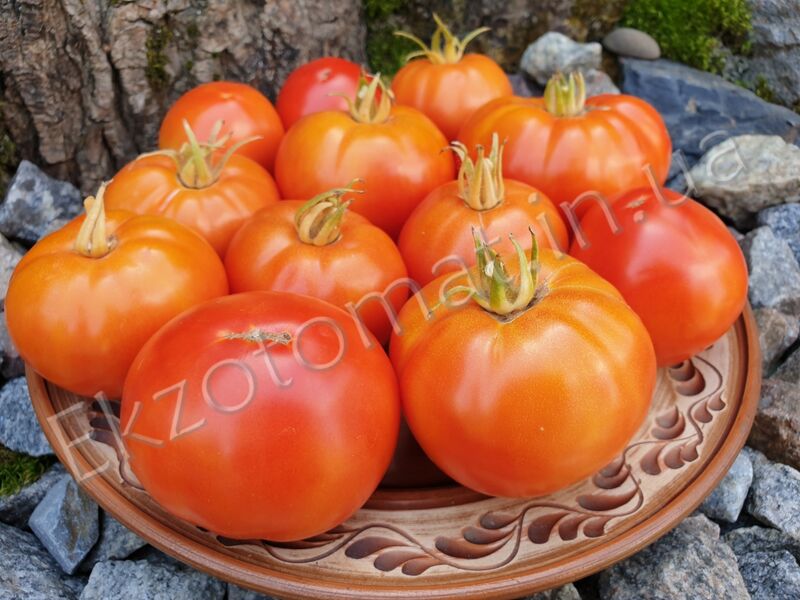Tomato 'Livingston’s Honor Bright'
