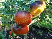Tomato 'Lucid gem'