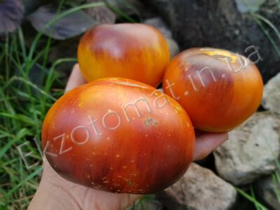 Tomato 'Lucid Gem'