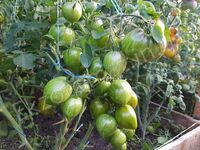Tomato 'Lunnyi Kamen'