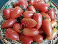 Tomato 'Maglia Rosa'