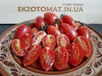 Tomato 'Maglia Rosa'