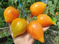 Tomato 'Marina's Praise'