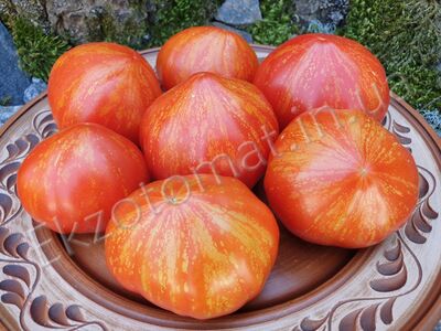 Tomato 'Marmande de Montpellier'