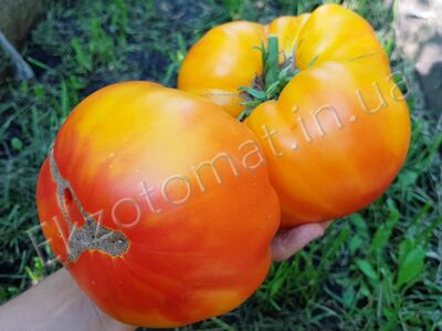 Tomato 'Marvel Striped'