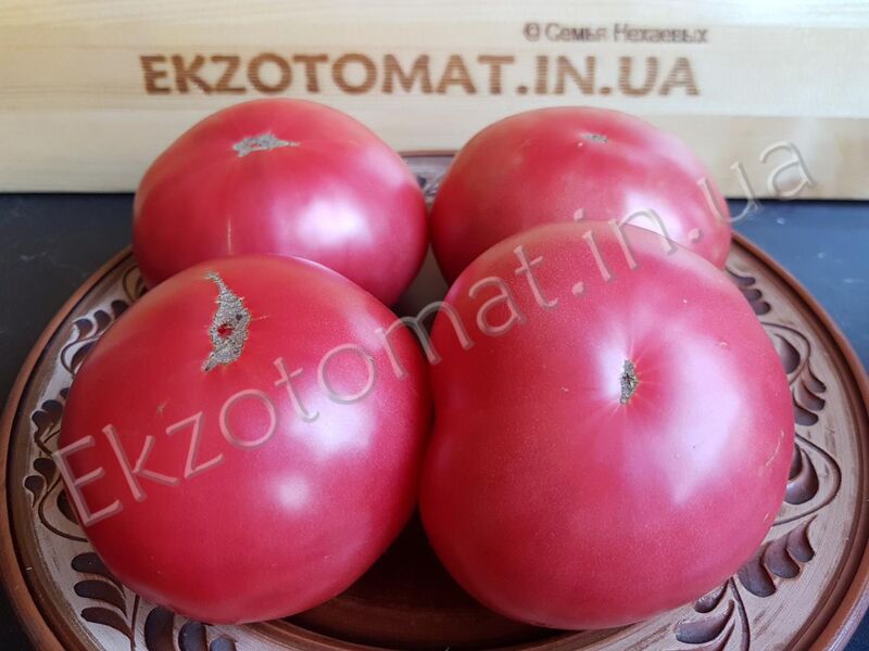 Tomato 'Medovyi'