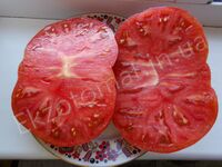 Tomato 'Medovyi'