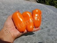  Перец "Mini Sweet Pepper Orange"