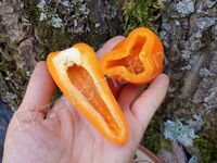  Перець 'Mini Sweet Pepper Orange'