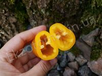  Перець 'Mini Sweet Pepper Yellow'