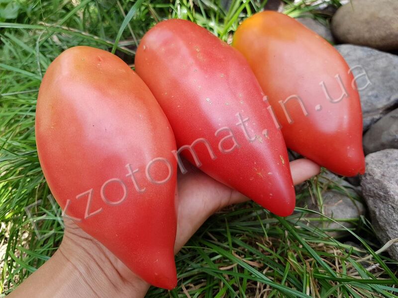 Tomato 'Stakany Rozovye Minusinskiye'