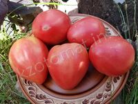Tomato 'Minusinskiye'