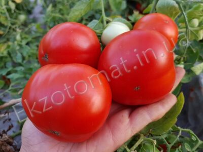 Tomato 'Mongolsky Karlik'