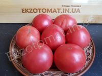 Tomato 'Mortgage Lifter'