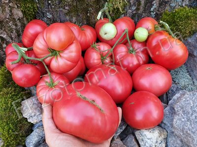 Tomato 'New Big Dwarf'