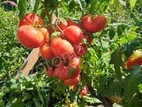 Tomato 'New Big Dwarf'