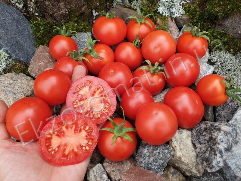 Tomato 'Norderas Busk'
